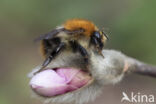 Akkerhommel (Bombus agrorum)