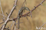 Great Grey Shrike (Lanius excubitor)