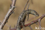 Klapekster (Lanius excubitor)