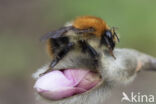 Akkerhommel (Bombus agrorum)