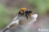 Akkerhommel (Bombus agrorum)