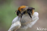 Akkerhommel (Bombus agrorum)