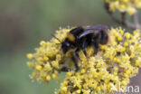 Weidehommel (Bombus pratorum)