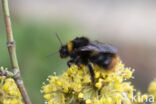 Weidehommel (Bombus pratorum)