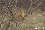 Great Grey Shrike (Lanius excubitor)