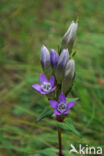 Chiltern Gentian (Gentiana germanica)