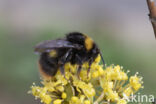 Weidehommel (Bombus pratorum)