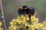 Weidehommel (Bombus pratorum)