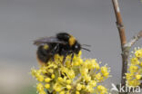 Weidehommel (Bombus pratorum)