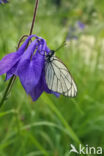 Groot geaderd witje (Aporia crataegi)