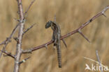 Great Grey Shrike (Lanius excubitor)