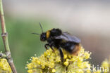 Weidehommel (Bombus pratorum)