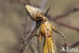 Klapekster (Lanius excubitor)