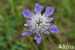 Duifkruid (Scabiosa columbaria)