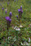 Duitse Gentiaan (Gentiana germanica)