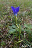 Franjegentiaan (Gentianella ciliata)