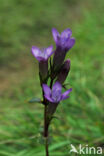 Duitse Gentiaan (Gentiana germanica)