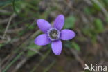 Chiltern Gentian (Gentiana germanica)