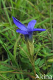 Franjegentiaan (Gentianella ciliata)