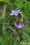 Chiltern Gentian (Gentiana germanica)