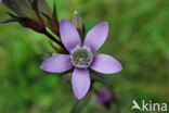 Duitse Gentiaan (Gentiana germanica)