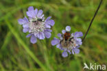 Small Scabious (Scabiosa columbaria)