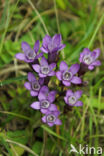 Chiltern Gentian (Gentiana germanica)