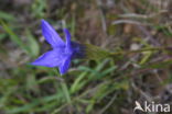 Franjegentiaan (Gentianella ciliata)