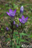 Chiltern Gentian (Gentiana germanica)