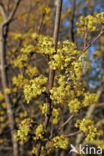 Gele kornoelje (Cornus mas)