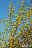 Gele kornoelje (Cornus mas)