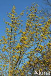 Cornelian Cherry (Cornus mas)