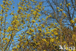 Gele kornoelje (Cornus mas)