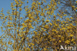 Cornelian Cherry (Cornus mas)