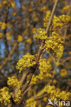 Gele kornoelje (Cornus mas)