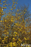 Gele kornoelje (Cornus mas)