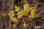 Gele kornoelje (Cornus mas)