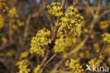 Gele kornoelje (Cornus mas)