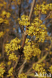 Gele kornoelje (Cornus mas)