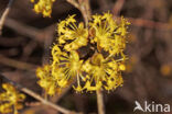 Gele kornoelje (Cornus mas)