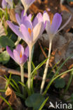 Early Crocus (Crocus tommasinianus)