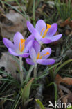 Early Crocus (Crocus tommasinianus)