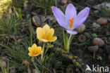 Krokus (Crocus spec.)