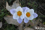 Krokus (Crocus spec.)