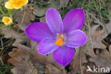 Krokus (Crocus spec.)