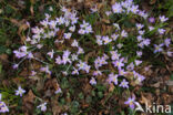 Early Crocus (Crocus tommasinianus)