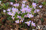 Early Crocus (Crocus tommasinianus)