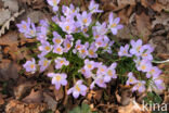 Boerenkrokus (Crocus tommasinianus)