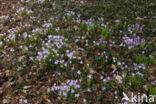 Early Crocus (Crocus tommasinianus)