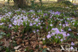 Early Crocus (Crocus tommasinianus)